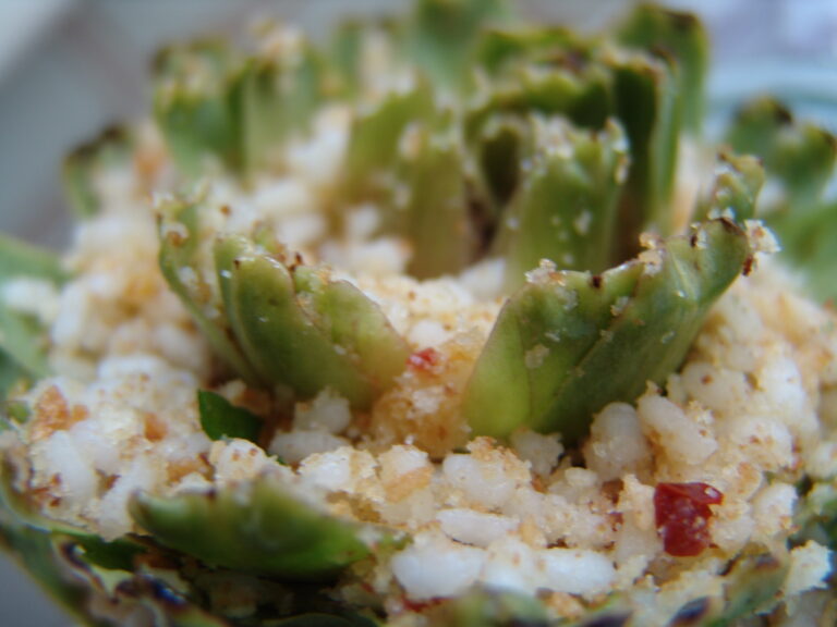 Carciofi: Mammole ripiene - Salvo Nicastro Chef