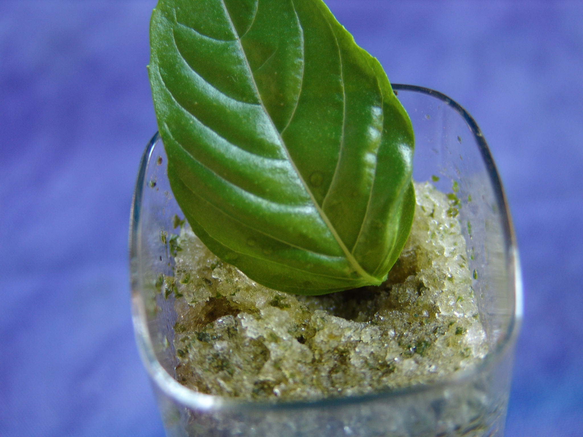 Granita al Basilicò - Salvo Nicastro Chef