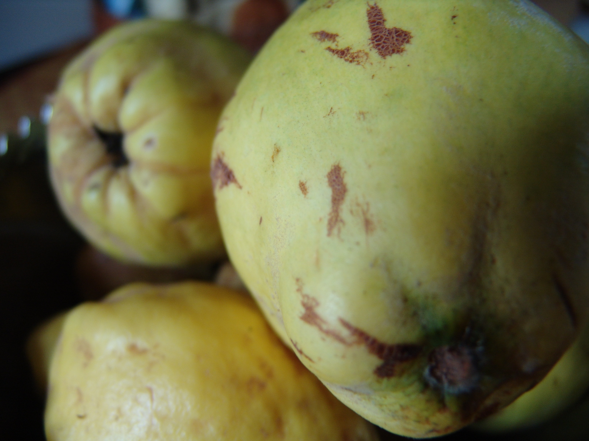 Mela Cotogna forse il peccato originale - Salvo Nicastro Chef