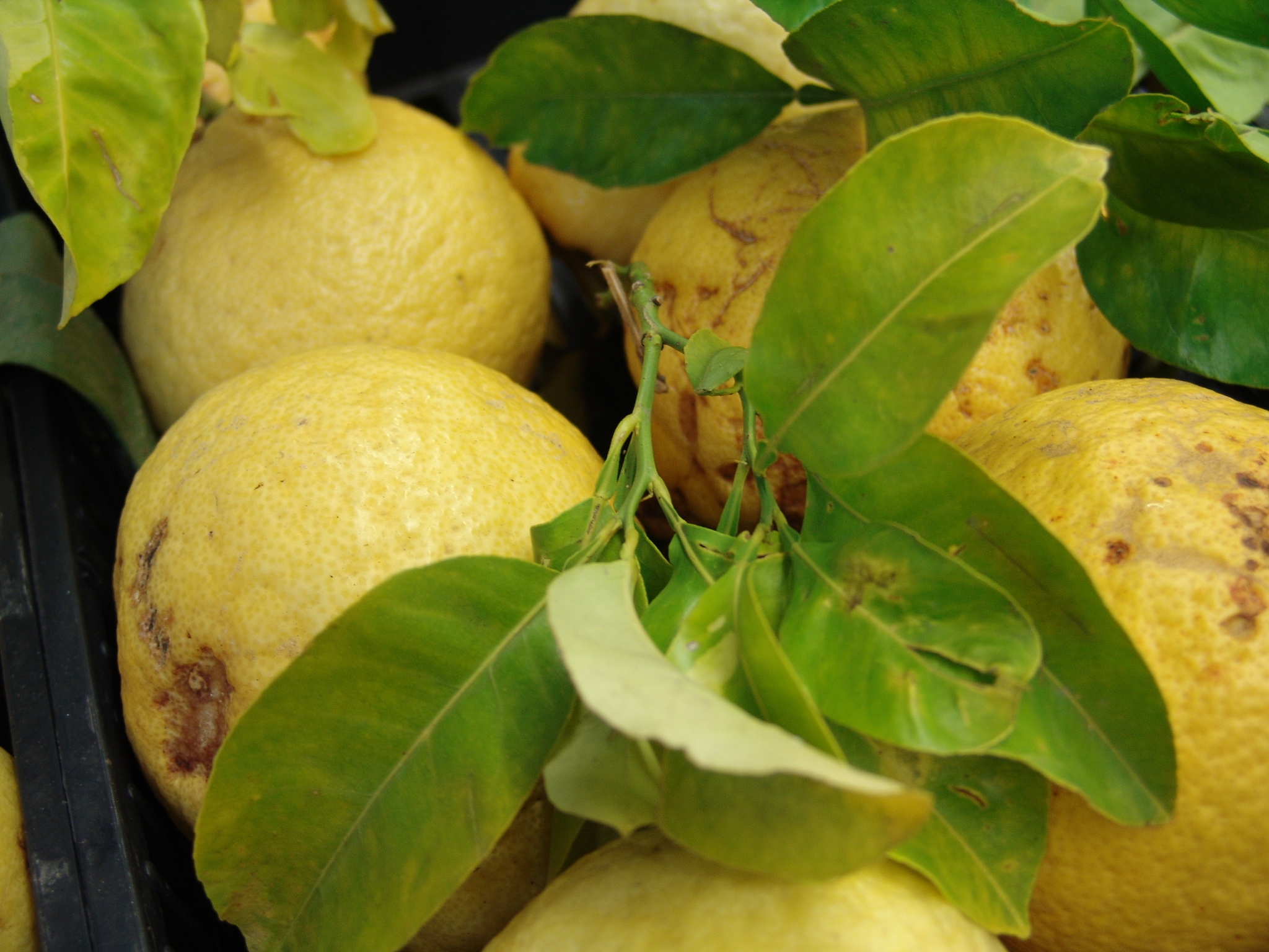 Acqua Limone Zenzero - Salvo Nicastro Chef