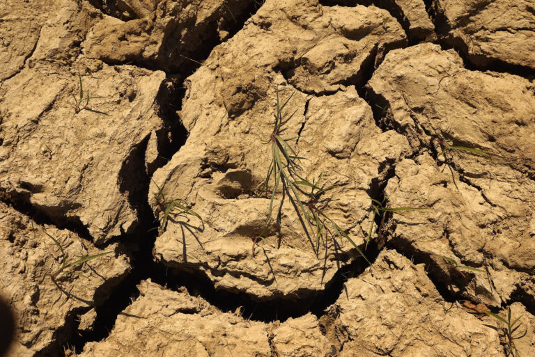 Terra e farina di grano germogliato - Salvo Nicastro Chef