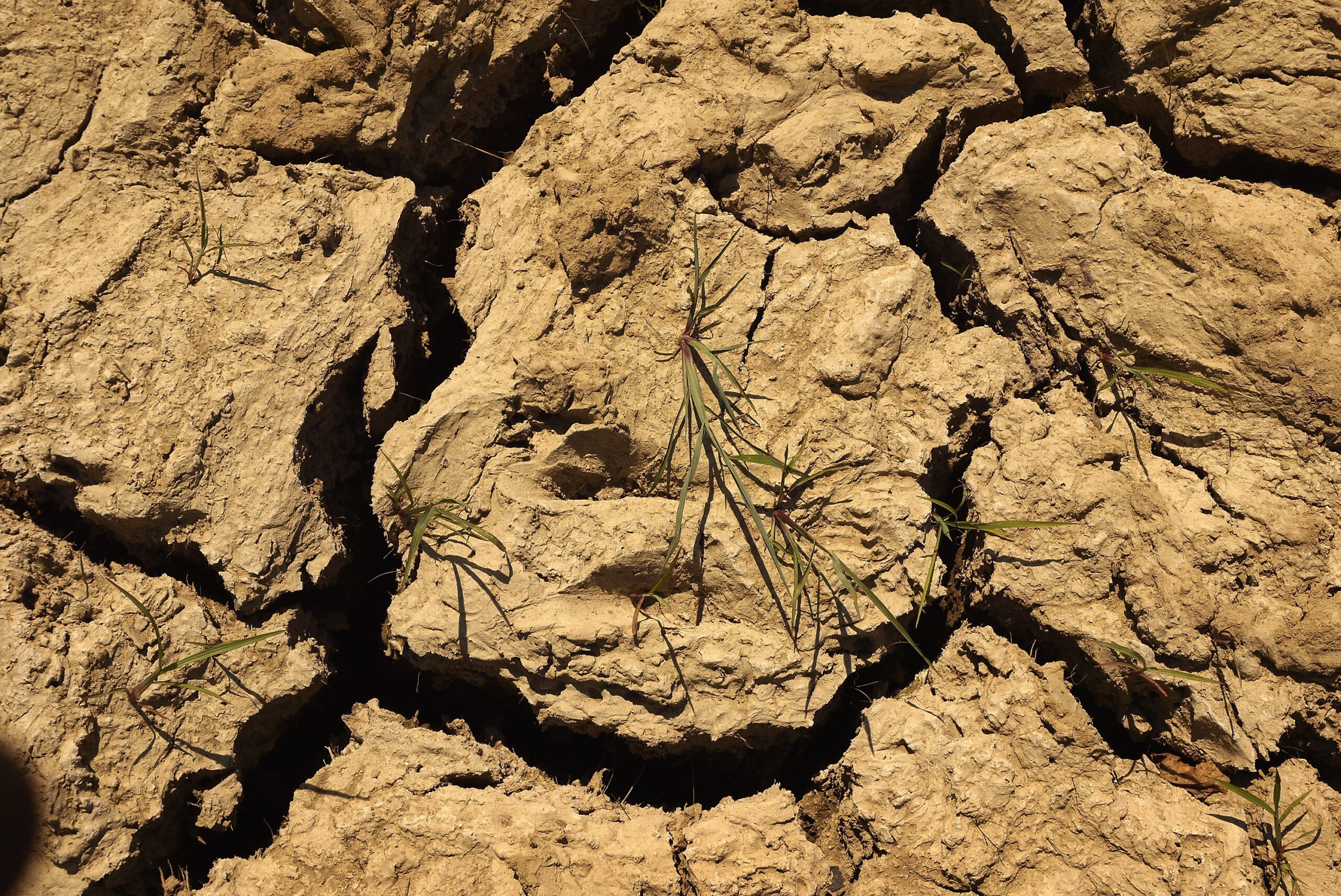 Terra e farina di grano germogliato - Salvo Nicastro Chef