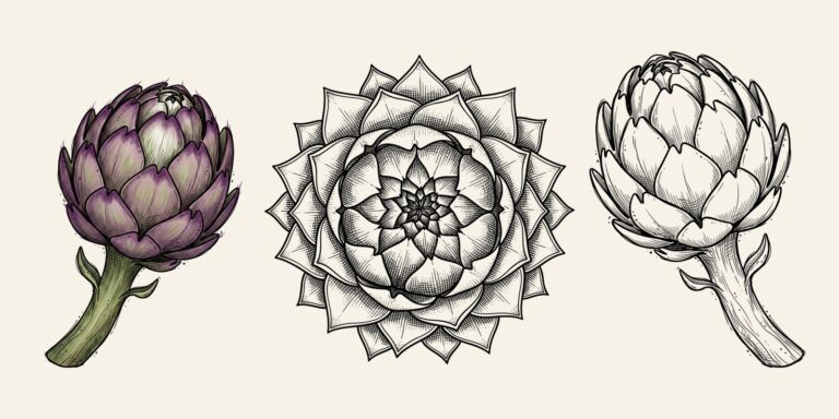 Tre illustrazioni di carciofo: il fiore intero a colori, il carciofo visto dall'alto a forma di mandala e il carciofo a tratto