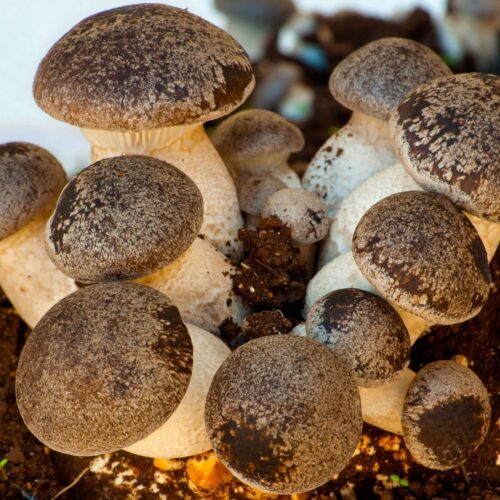 Ciuffo di cardoncelli di ferula con cappelli bruni e gambi chiari, appena raccolti dal terriccio