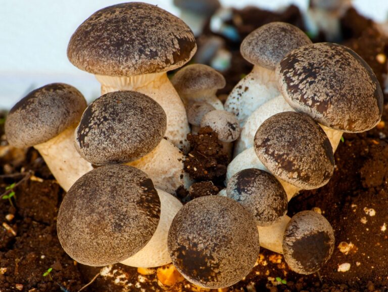 Ciuffo di cardoncelli di ferula con cappelli bruni e gambi chiari, appena raccolti dal terriccio