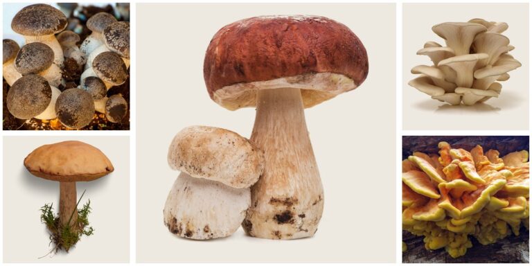Mosaico di funghi commestibili: porcini al centro, cardoncelli, ostrica, boleto e fungo di carrubo agli angoli