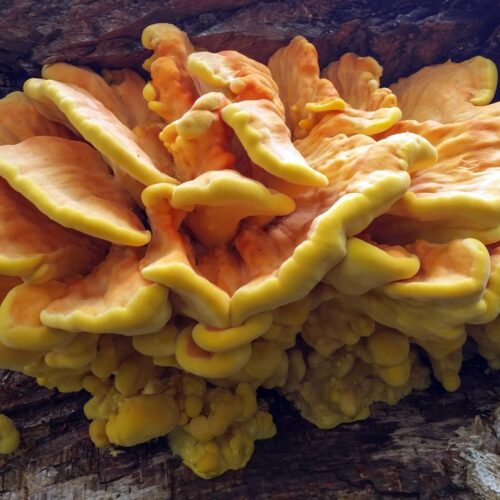 Fungo di carrubo (Laetiporus sulphureus) a mensole sovrapposte gialle e arancioni sul tronco di un albero