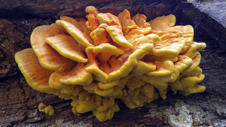Fungo di carrubo (Laetiporus sulphureus) a mensole sovrapposte gialle e arancioni sul tronco di un albero