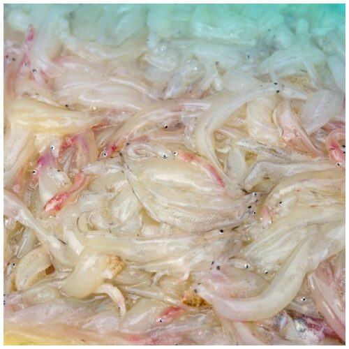 Novellame fresco, bianchetti, con intorno finocchietto selvatico, limoni, olio extravergine e mare